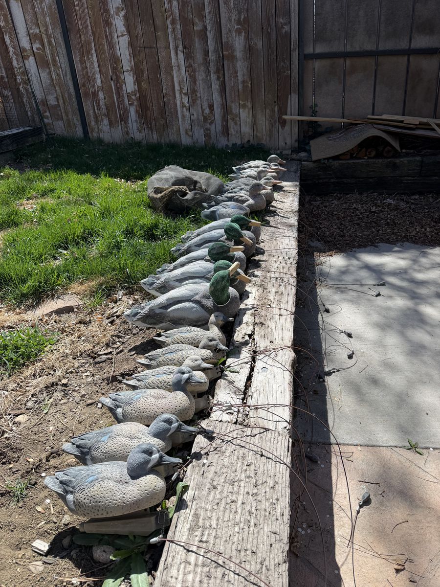 Duck Decoys