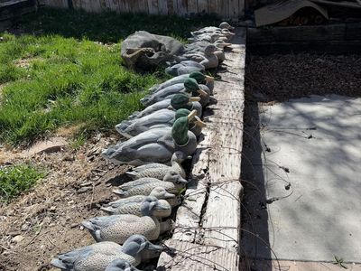 Duck Decoys