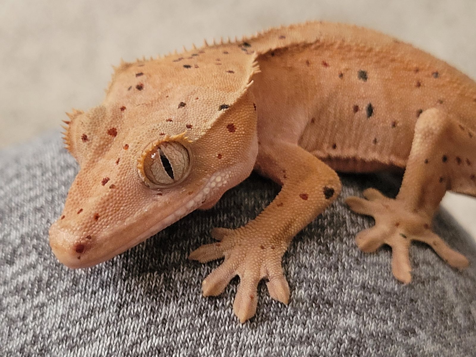 Adorable Baby Red Dalmation Crested Gecko