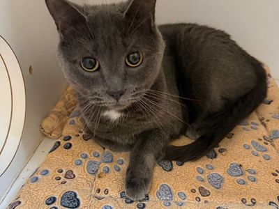 Hello my name is Wilbur