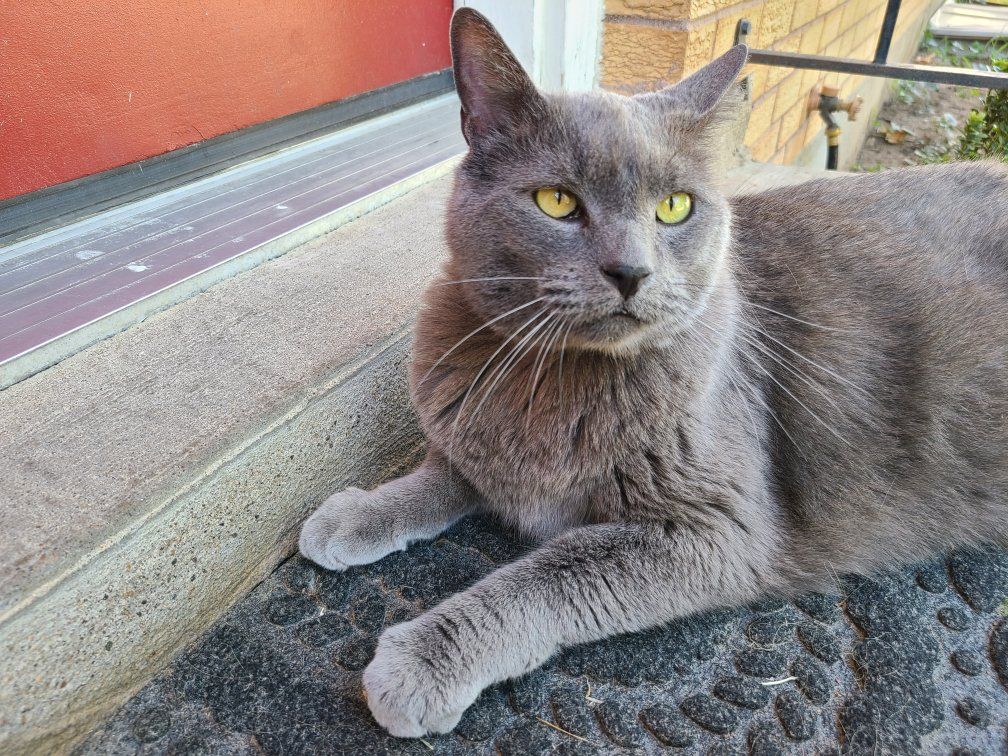 This is Ollie