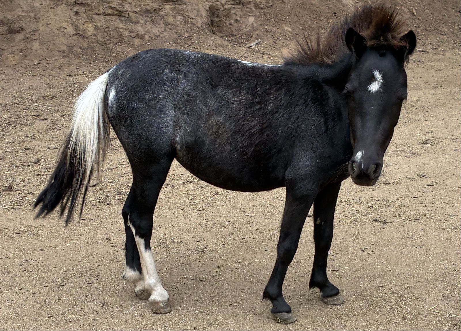Black Varnish Roan Filly 
