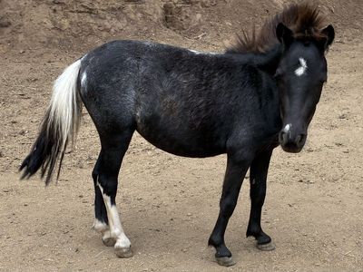 Black Varnish Roan Filly