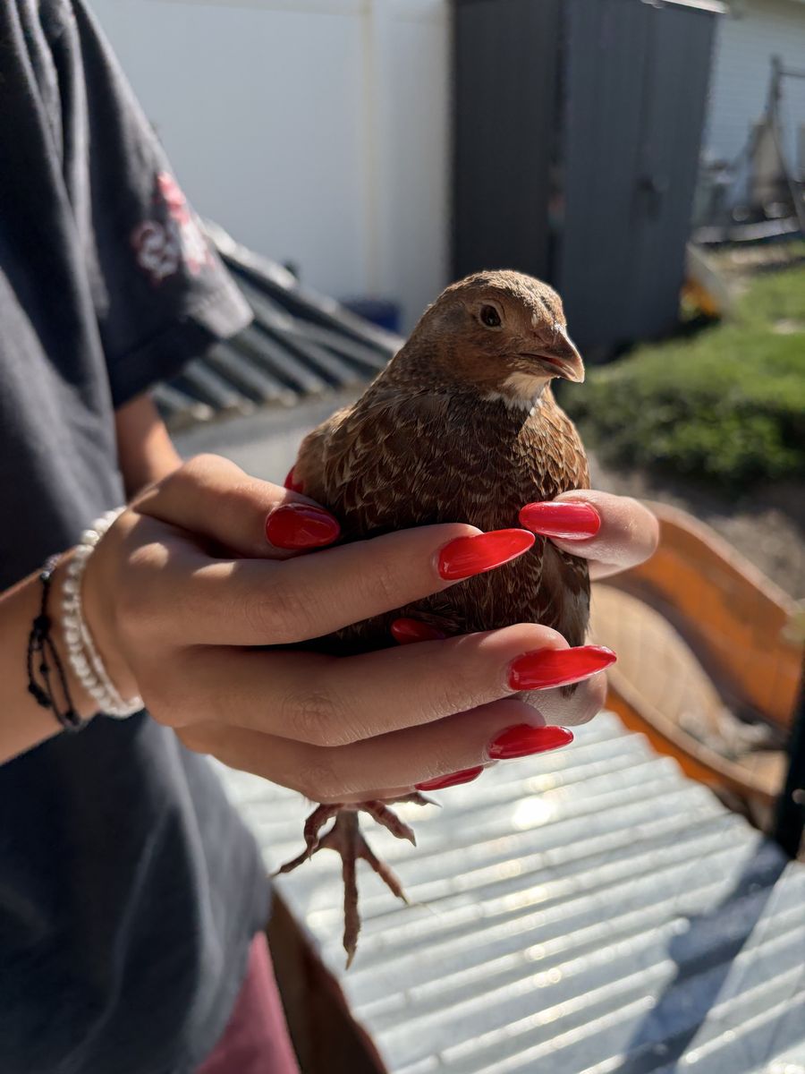 Female Quail free