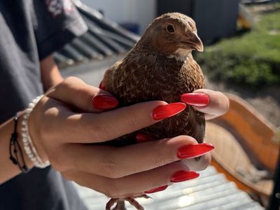 Female Quail free