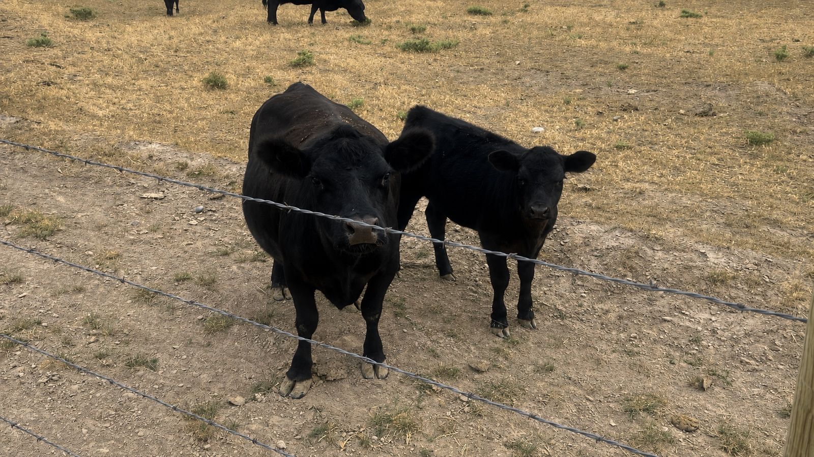 Cow-calf pairs 