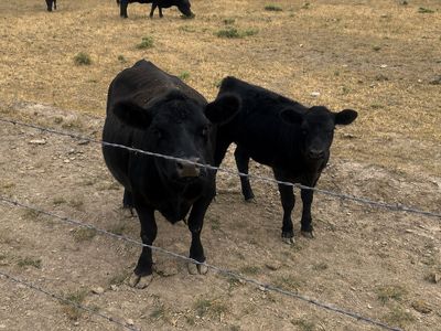 Cow-calf pairs