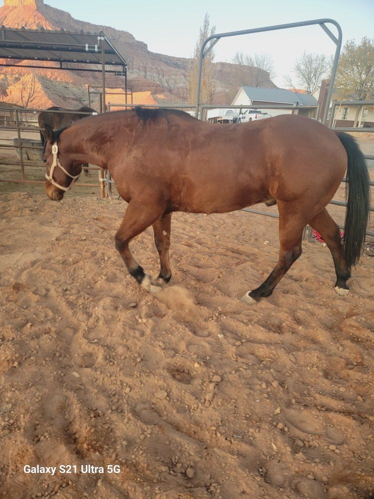 7 yo Bay Gelding 