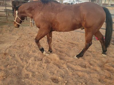 7 yo Bay Gelding