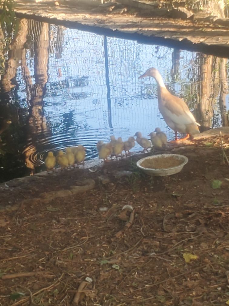 Baby Runner Ducks