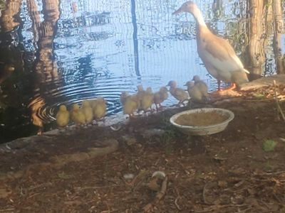 Baby Runner Ducks