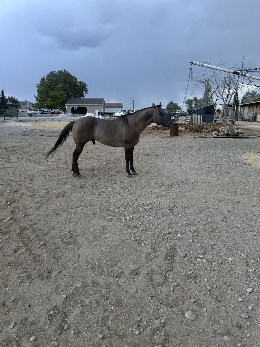 8 Year old stud