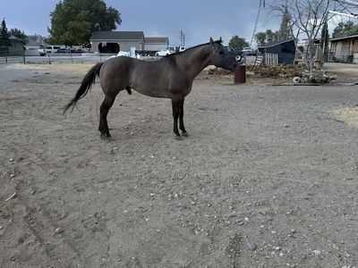 8 Year old stud