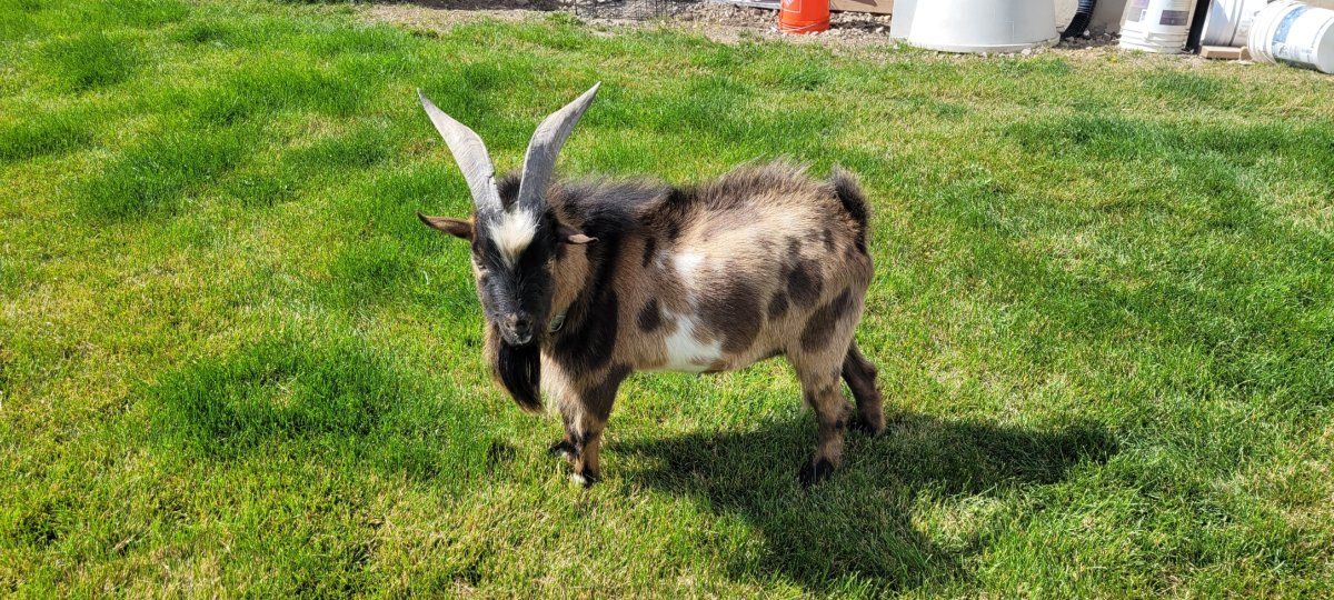 Nigerian Dwarf for Stud