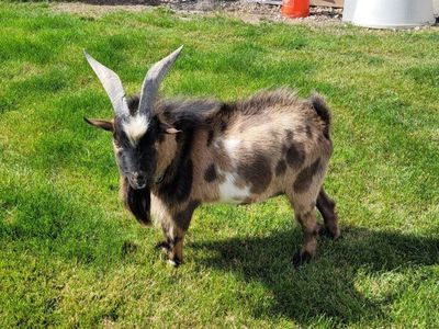 Nigerian Dwarf for Stud