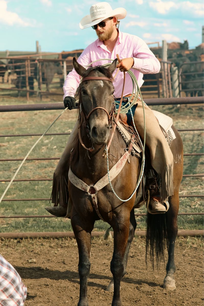 9 yr buckskin gelding