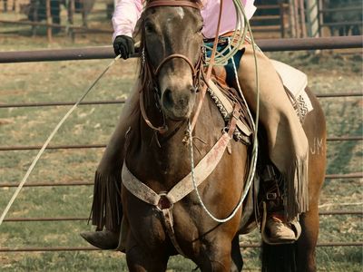 9 yr buckskin gelding