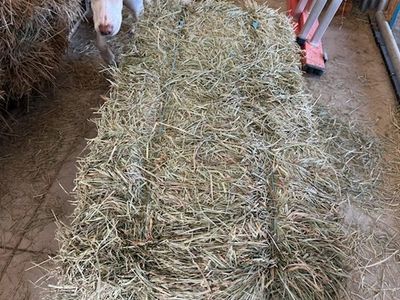 Teff Hay for Sale