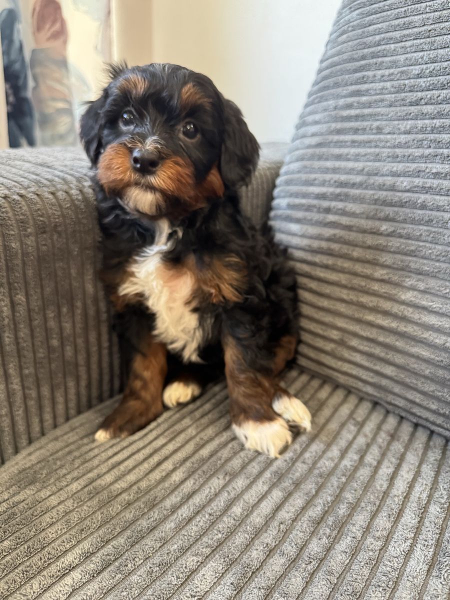 Mini Bernedoodle guardian home wanted