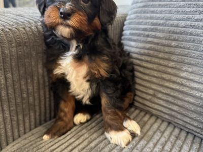 Mini Bernedoodle guardian home wanted