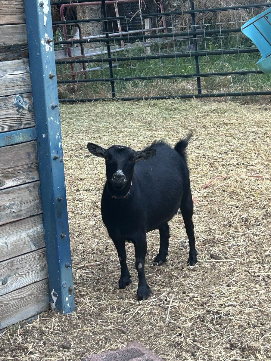 Pigmy and fainting goat mix