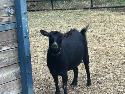Pigmy and fainting goat mix