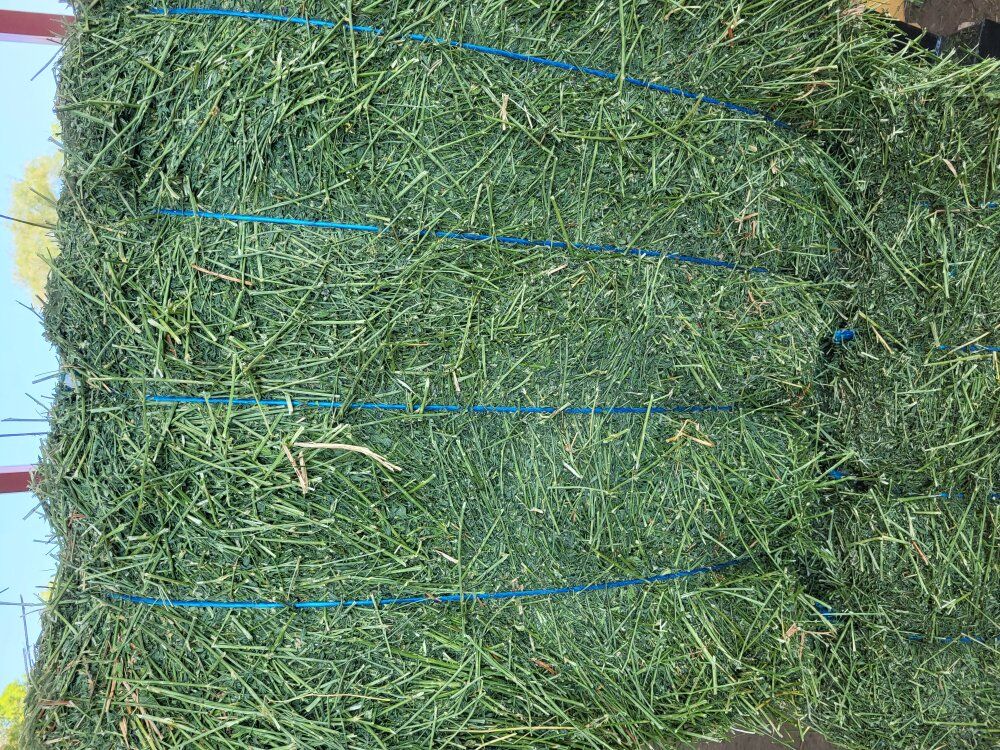 Premium Alfalfa Hay 3x3x8