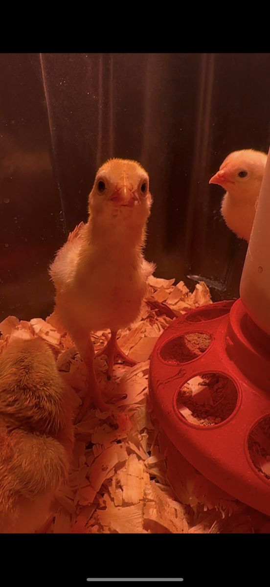 WORLDS TALLEST CHICKEN CHICKS INDIO GIGANTE