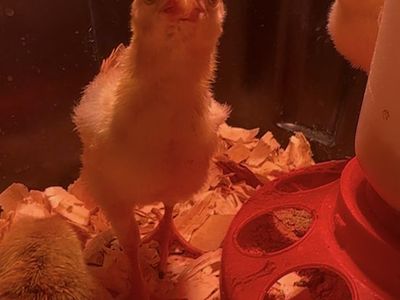 WORLDS TALLEST CHICKEN CHICKS INDIO GIGANTE