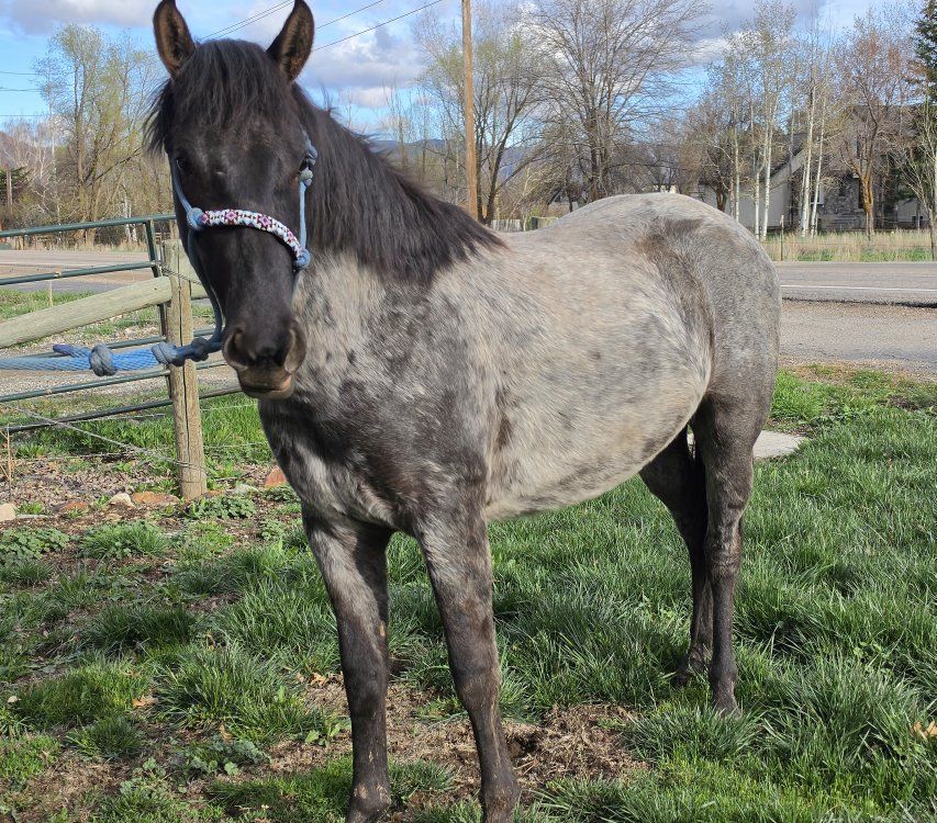 Blue Roan Filly