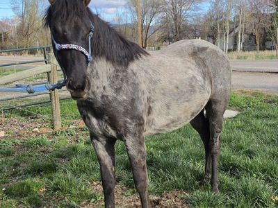 Blue Roan Filly