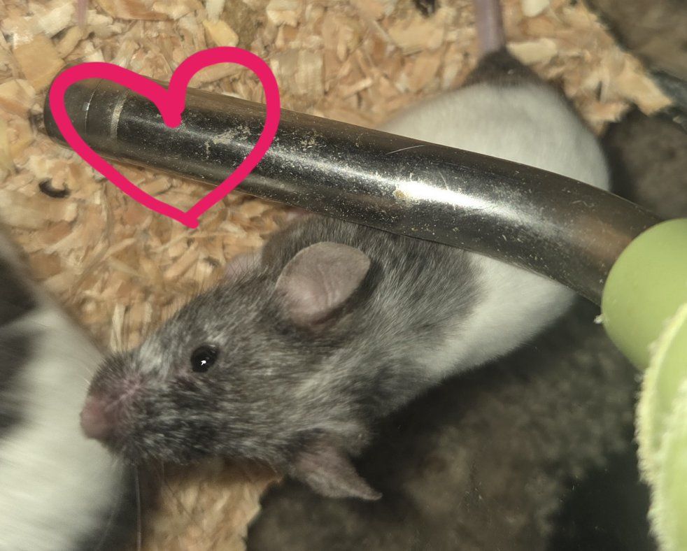 Fancy Mice