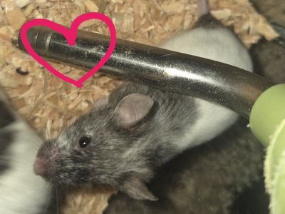 Fancy Mice