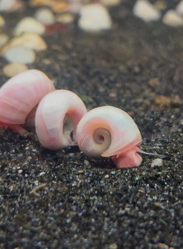 Pink Ramshorn Snails
