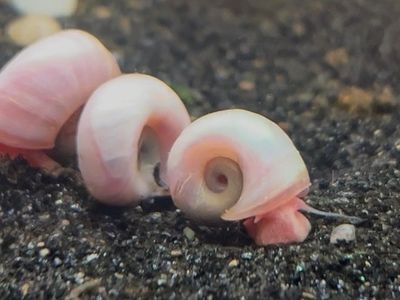 Pink Ramshorn Snails