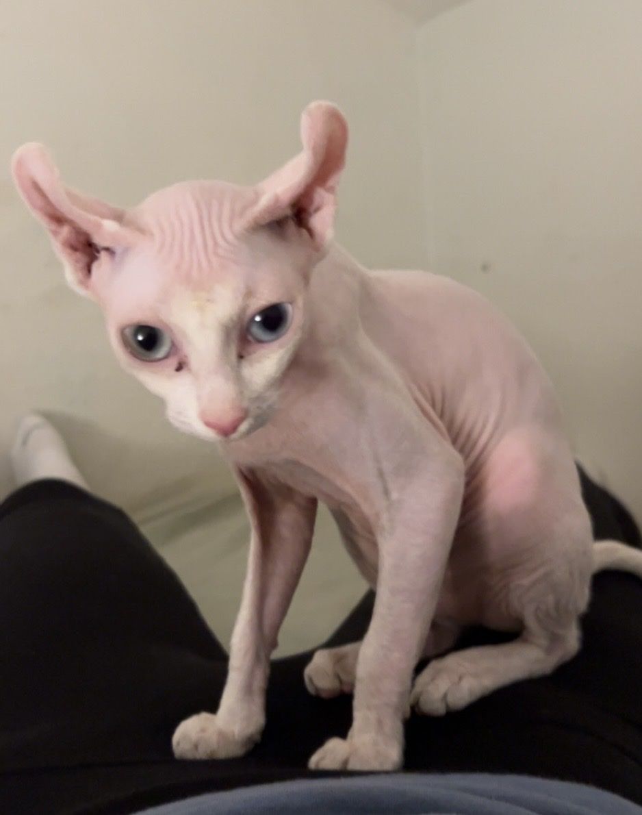 Sphynx Kitten - Blue/light green different colored Eyes, Pink Skin, Hairless.