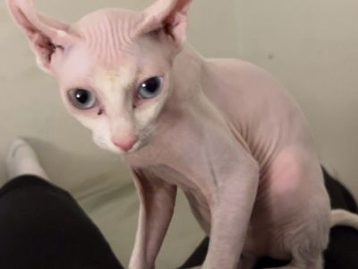 Sphynx Kitten - Blue/light green different colored Eyes, Pink Skin, Hairless.