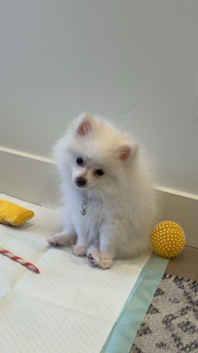 Full Breed Pomeranian