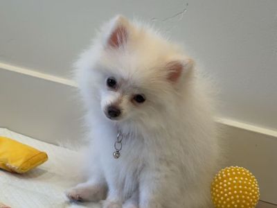 Full Breed Pomeranian