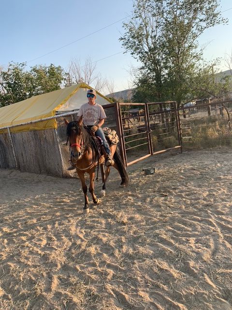 Four year old Mustang