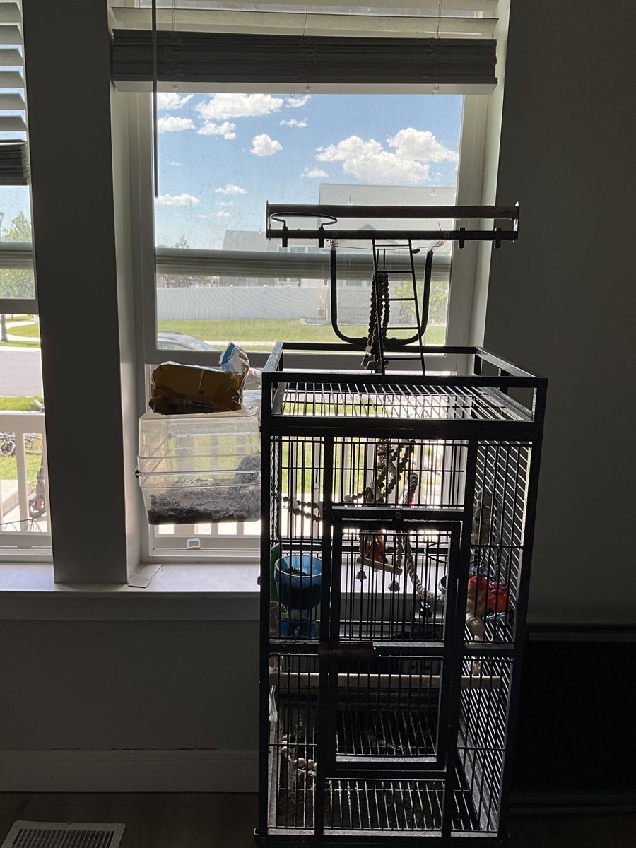 Lovebird and cage