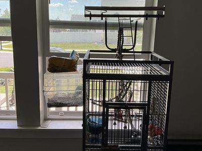 Lovebird and cage