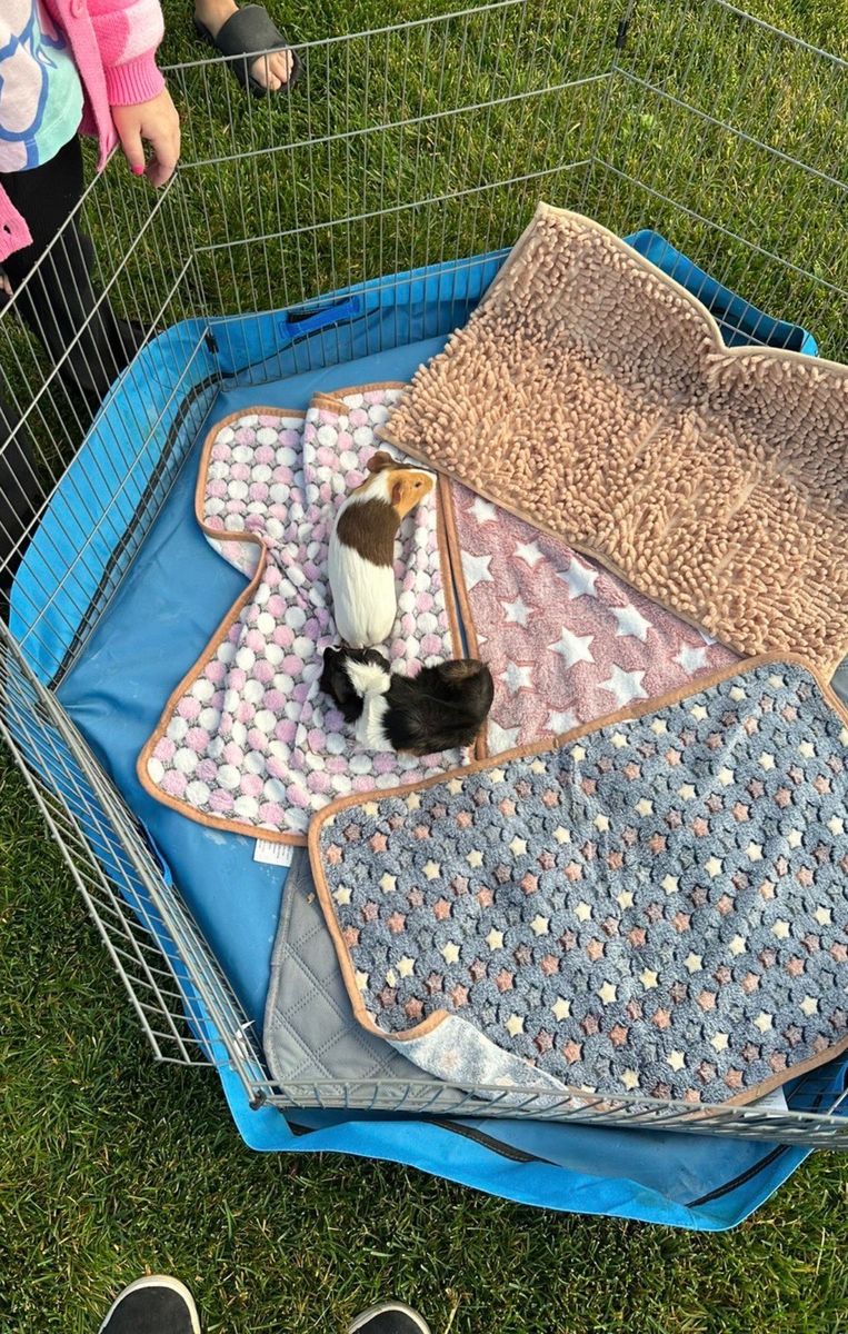 Guinea pigs