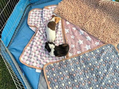 Guinea pigs