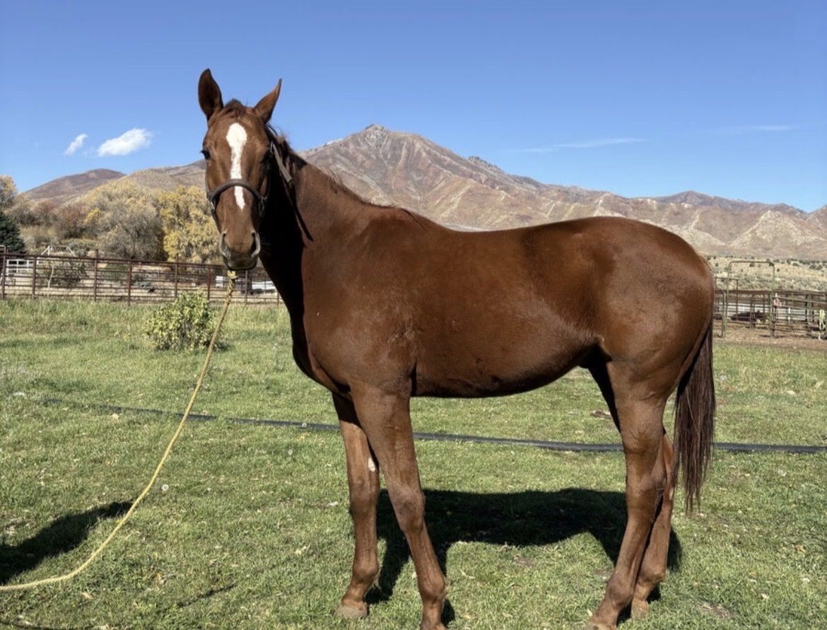 3 year old Thoroughbred
