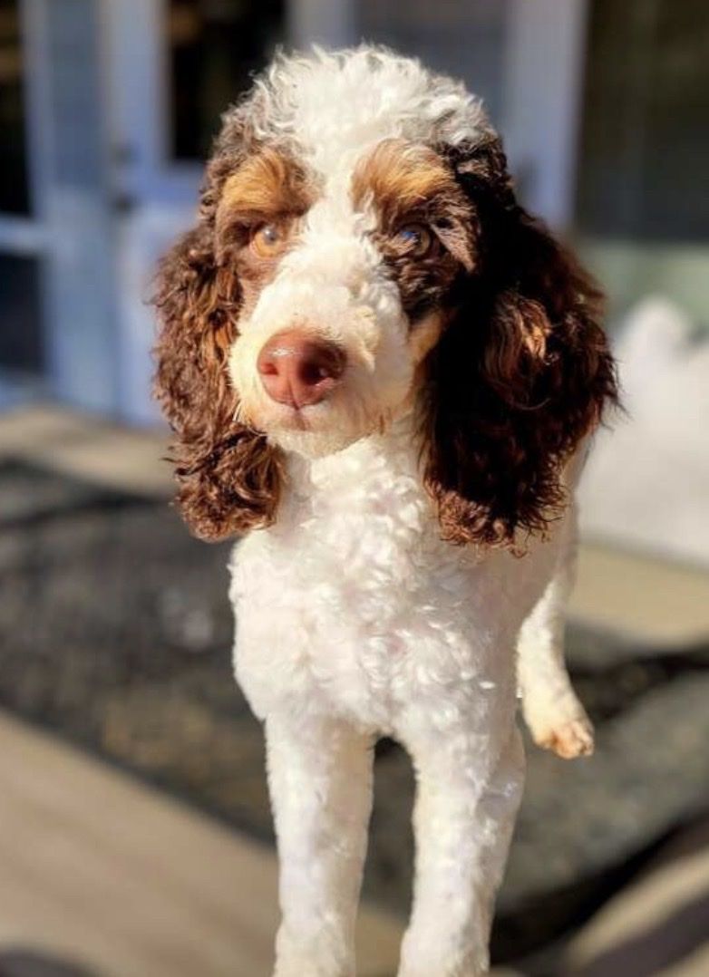 Male moyen poodle