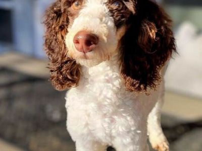 Male moyen poodle