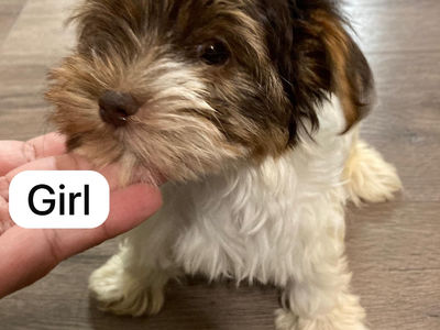 Parti Yorkie Puppies Available