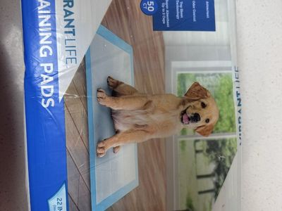 Vibrant Life Large 22x22" Super Absorbent Dog Training Pads - 50 Count with Odor Control & Attractant