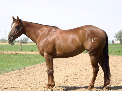 7yr old registered mare